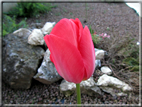 foto Tulipani